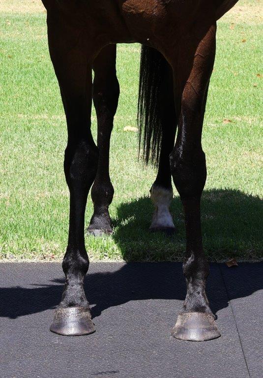 2024 FEBRUARY (Late) Online Sale Inglis Digital Online Auctions